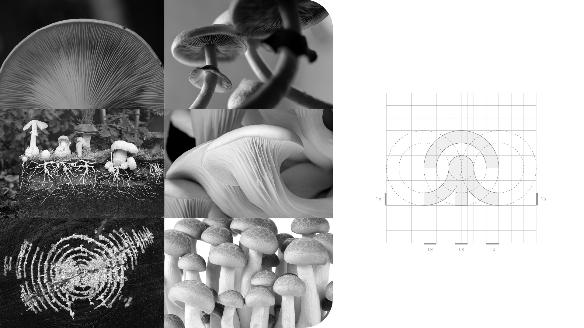 Especialista-em-identidade-visual_Criacao-de-logomarca_criacao-de-logotipo_logotipo_logo_Micomedicina_Logotipo-cogumelo_logotipo-micelio_logotipo-fungo_Rodnei-Cruz_5 Identidade Visual Micomedicina